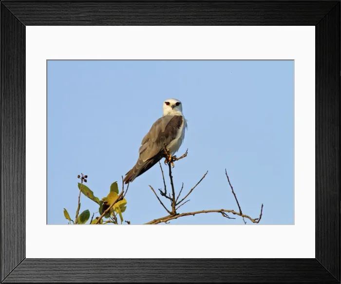 Framed Print : Picture No. 10921886