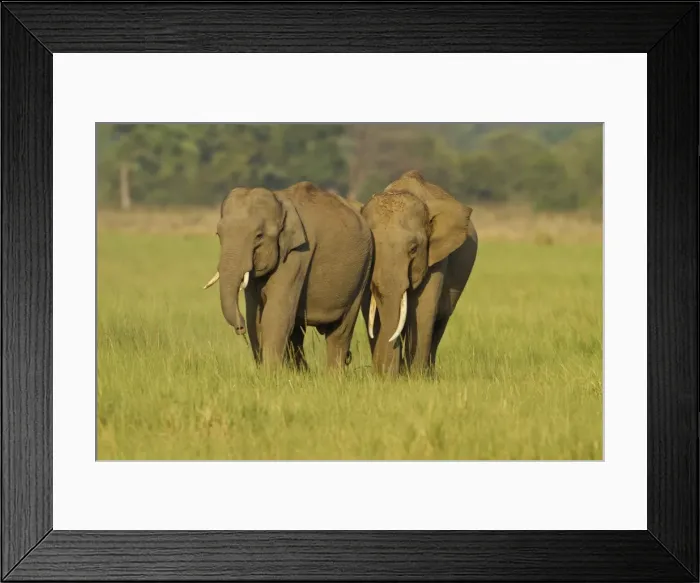 Framed Print : Picture No. 10921889 Framed Print : Picture No. 10921889
