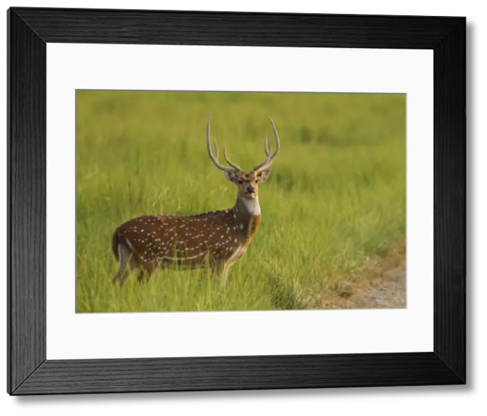 Framed Print : Picture No. 10921892 Framed Print : Picture No. 10921892