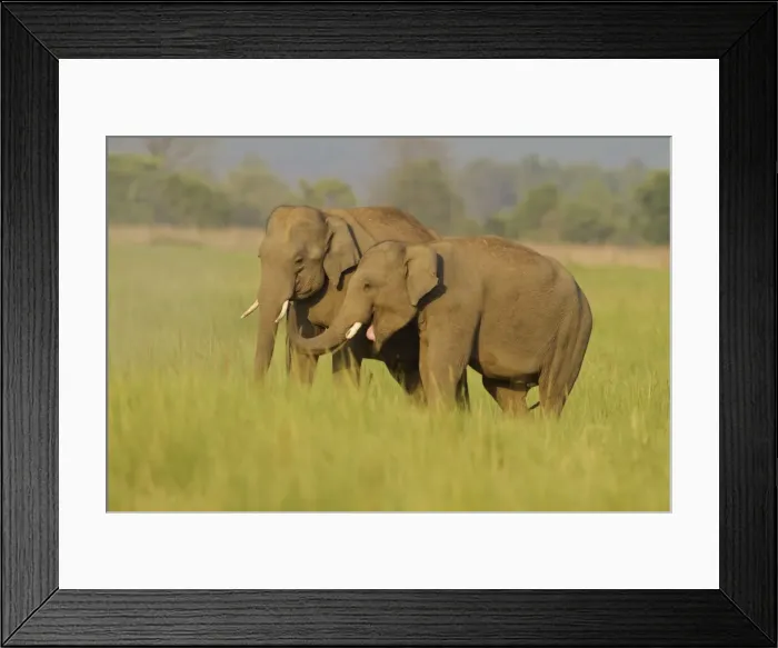 Framed Print : Picture No. 10921890 Framed Print : Picture No. 10921890