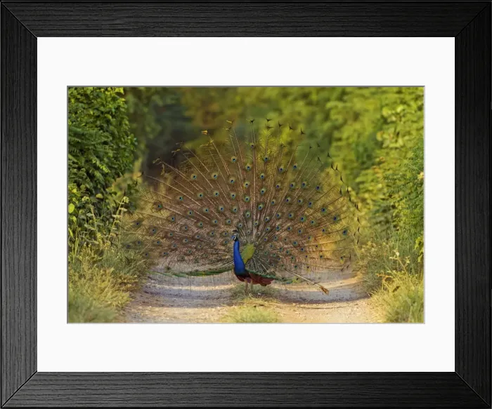 Framed Print : Picture No. 10921888