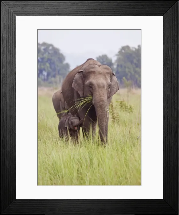 Framed Print : Picture No. 10921897 Framed Print : Picture No. 10921897