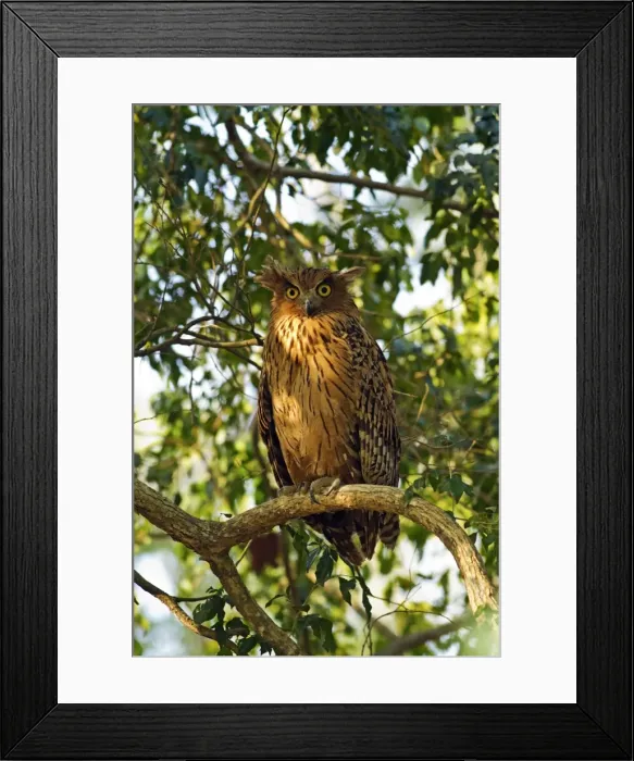 Framed Print : Picture No. 10921894 Framed Print : Picture No. 10921894