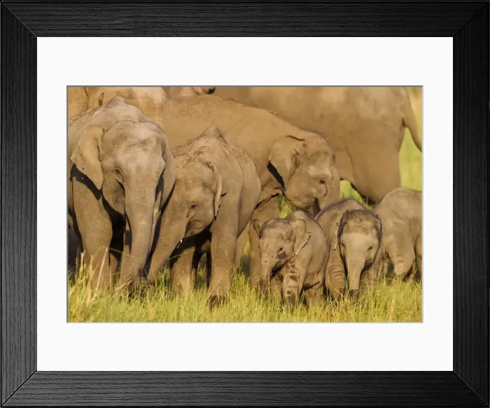Framed Print : Picture No. 10921898 Framed Print : Picture No. 10921898