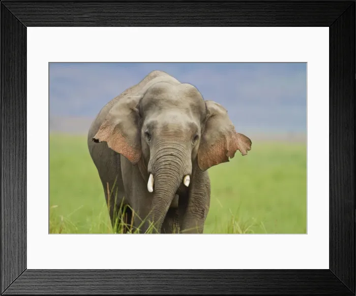 Framed Print : Picture No. 10921904 Framed Print : Picture No. 10921904