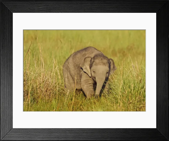 Framed Print : Picture No. 10921899 Framed Print : Picture No. 10921899