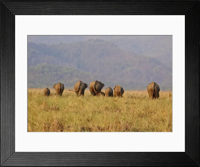 Framed Print : Picture No. 10921903 Framed Print : Picture No. 10921903