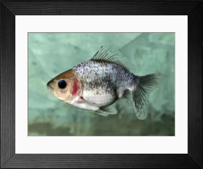 Framed Print : Picture No. 10922136 Framed Print : Picture No. 10922136