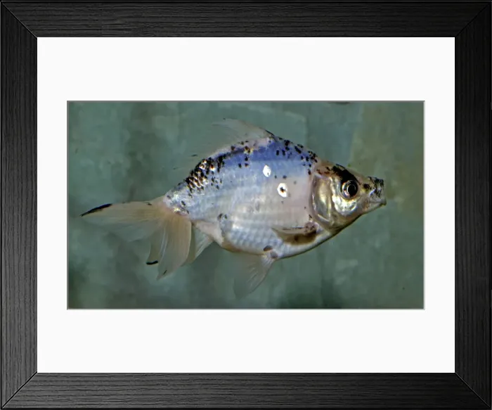 Framed Print : Picture No. 10922137 Framed Print : Picture No. 10922137