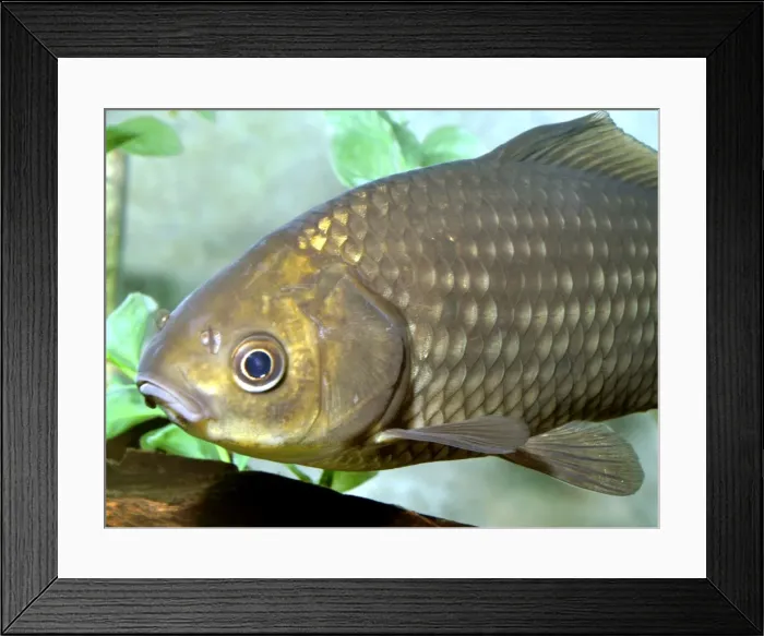 Framed Print : Picture No. 10922134 Framed Print : Picture No. 10922134