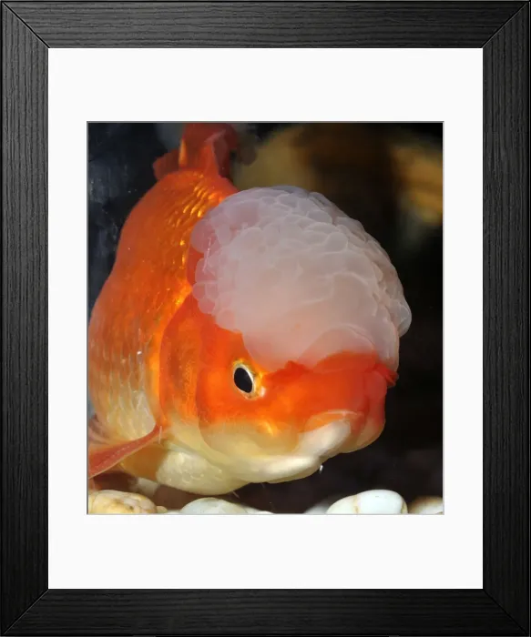 Framed Print : Picture No. 10922139 Framed Print : Picture No. 10922139