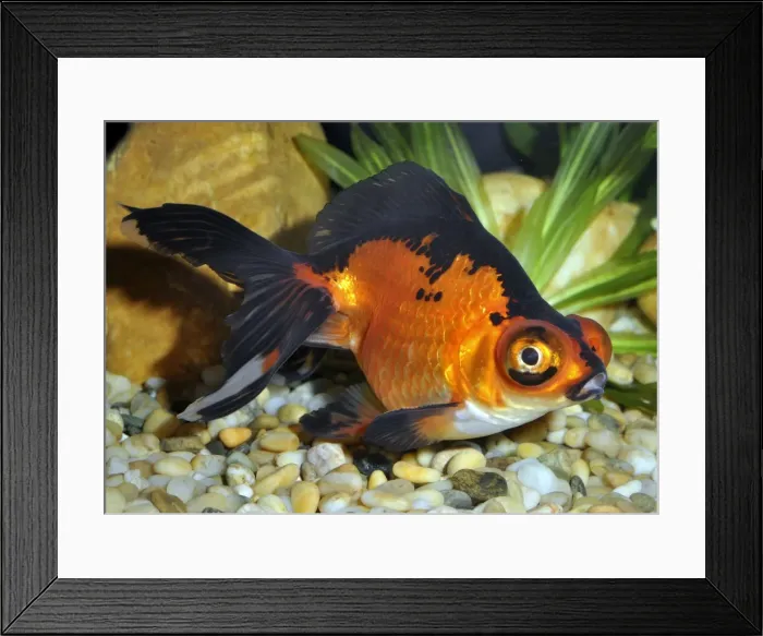 Framed Print : Picture No. 10922142 Framed Print : Picture No. 10922142