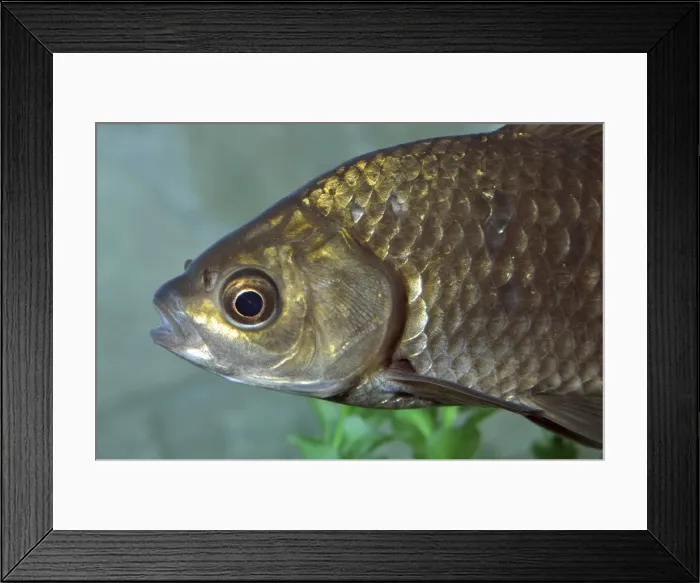 Framed Print : Picture No. 10922133 Framed Print : Picture No. 10922133