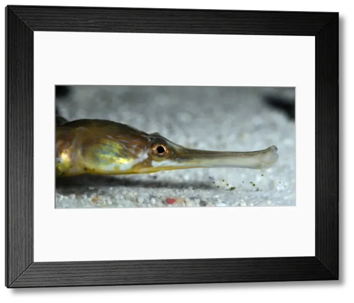 Framed Print : Picture No. 10922147 Framed Print : Picture No. 10922147