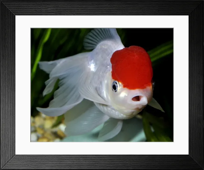 Framed Print : Picture No. 10922141
