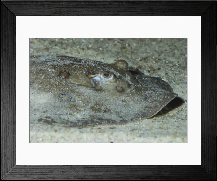 Framed Print : Picture No. 10922148