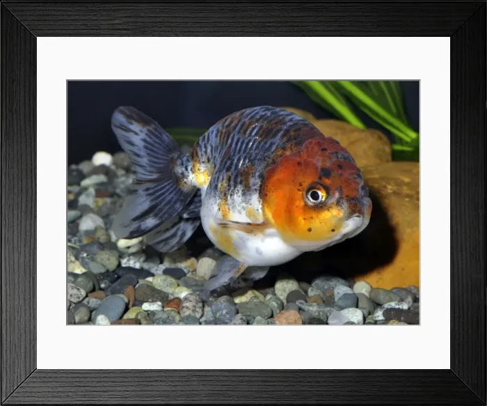 Framed Print : Picture No. 10922140 Framed Print : Picture No. 10922140