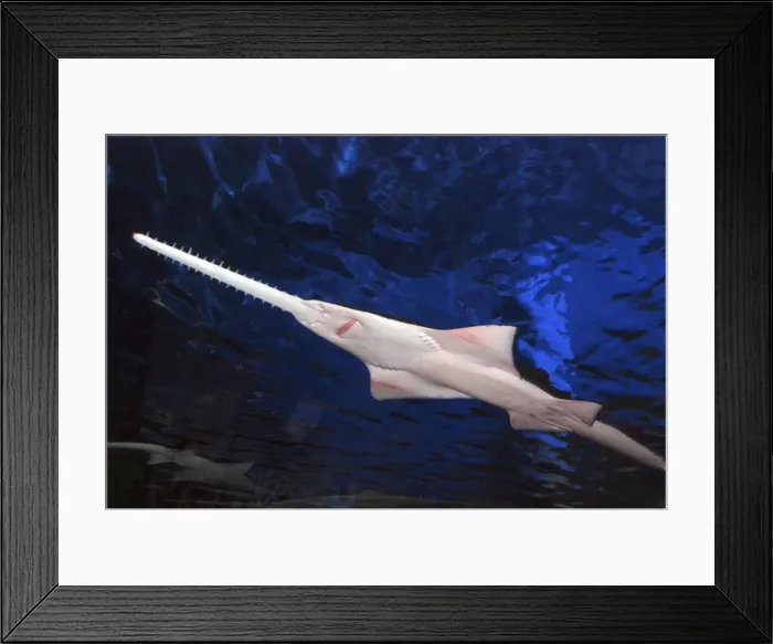 Framed Print : Picture No. 10922149 Framed Print : Picture No. 10922149