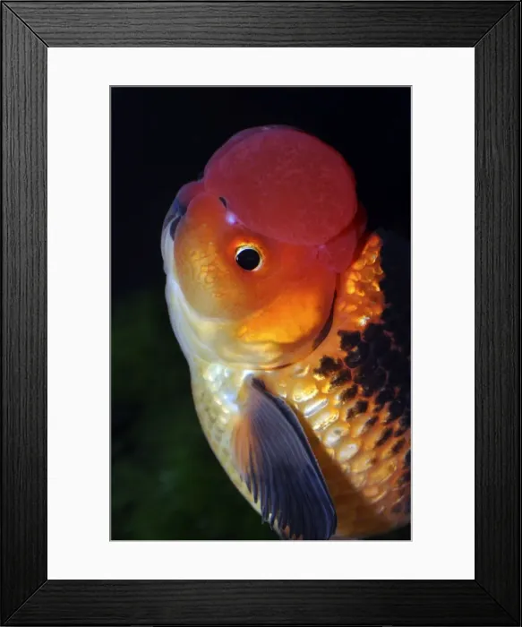 Framed Print : Picture No. 10922144 Framed Print : Picture No. 10922144