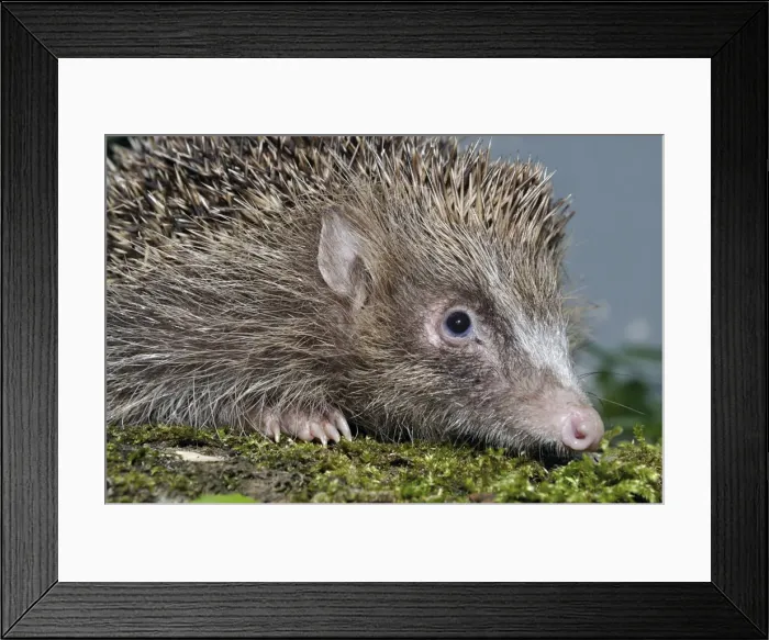 Framed Print : Picture No. 10922156 Framed Print : Picture No. 10922156