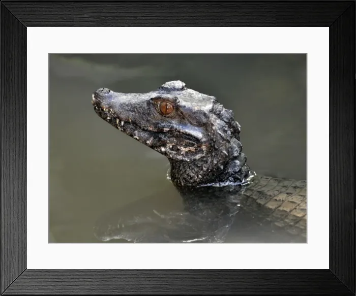 Framed Print : Picture No. 10922163 Framed Print : Picture No. 10922163