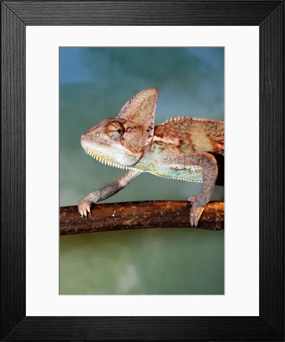 Framed Print : Picture No. 10922162 Framed Print : Picture No. 10922162