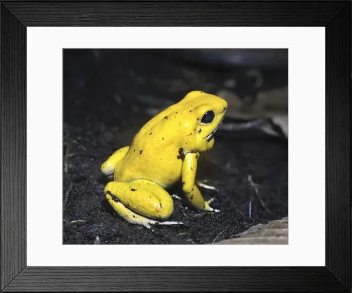 Framed Print : Picture No. 10922164 Framed Print : Picture No. 10922164