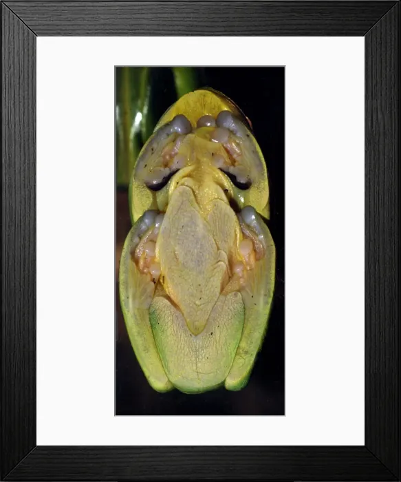 Framed Print : Picture No. 10922168 Framed Print : Picture No. 10922168
