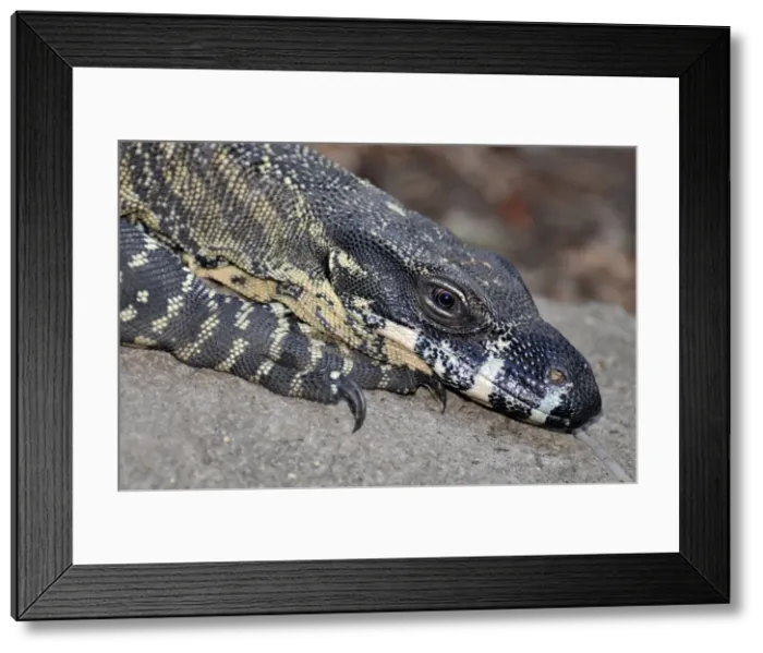 Framed Print : Picture No. 10922167