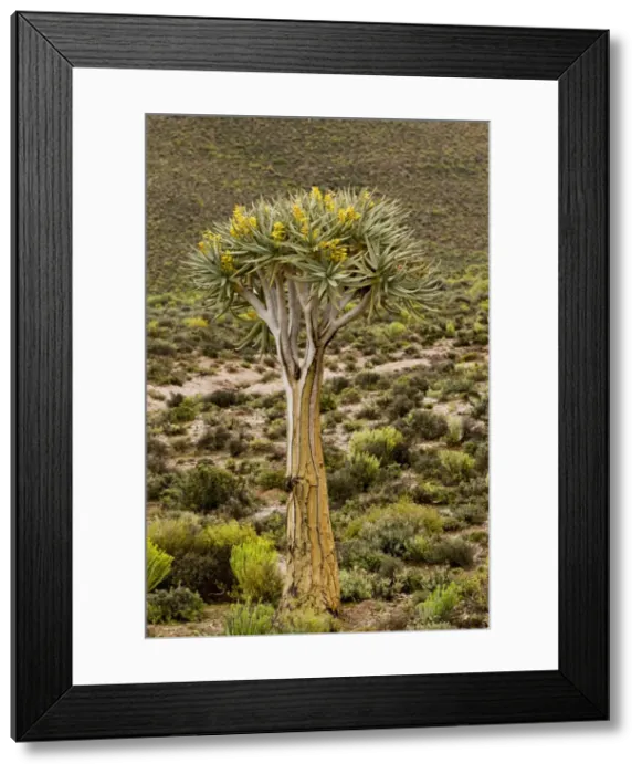 Framed Print : Picture No. 10922170 Framed Print : Picture No. 10922170