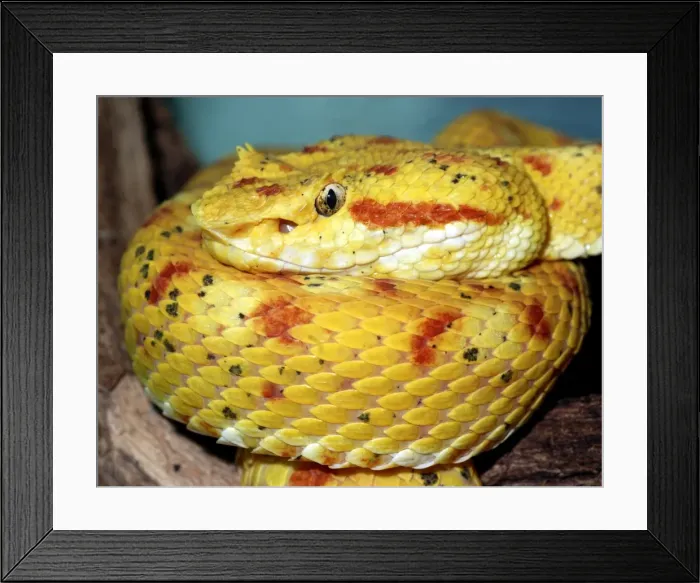 Framed Print : Picture No. 10922169 Framed Print : Picture No. 10922169