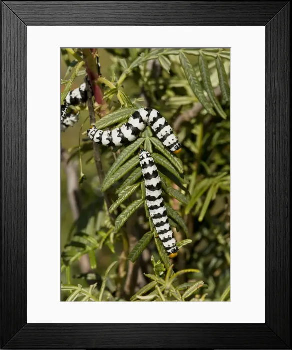 Framed Print : Picture No. 10922174 Framed Print : Picture No. 10922174