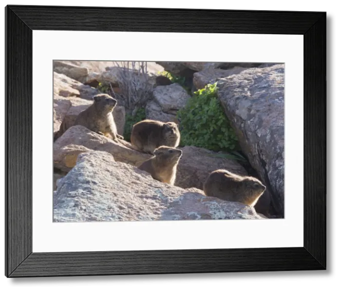 Framed Print : Picture No. 10922178 Framed Print : Picture No. 10922178