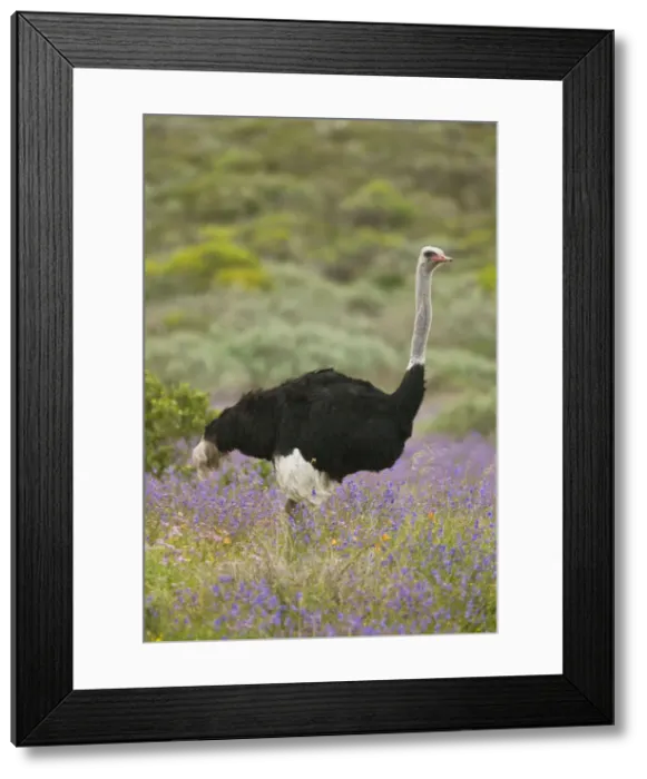 Framed Print : Picture No. 10922182 Framed Print : Picture No. 10922182