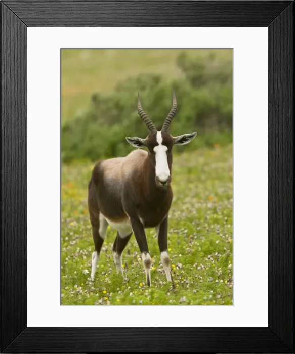 Framed Print : Picture No. 10922185 Framed Print : Picture No. 10922185