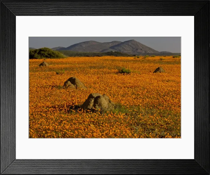 Framed Print : Picture No. 10922179