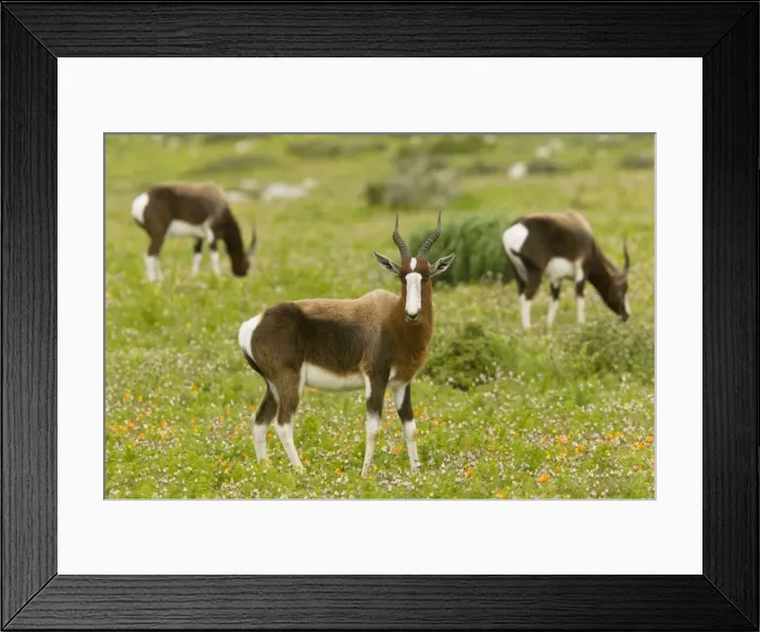 Framed Print : Picture No. 10922186 Framed Print : Picture No. 10922186