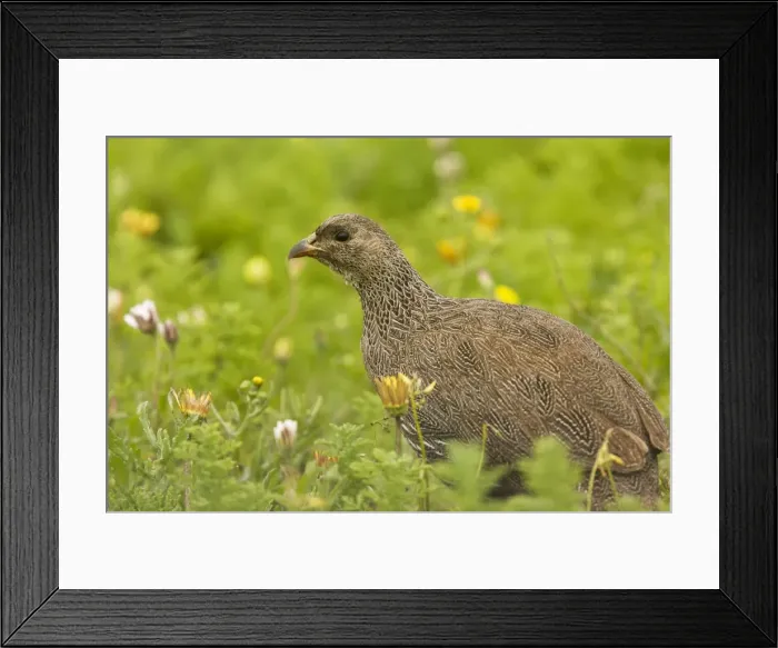 Framed Print : Picture No. 10922184 Framed Print : Picture No. 10922184