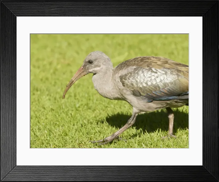 Framed Print : Picture No. 10922189 Framed Print : Picture No. 10922189