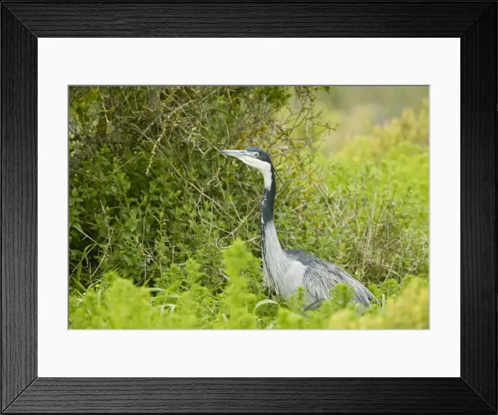 Framed Print : Picture No. 10922183 Framed Print : Picture No. 10922183