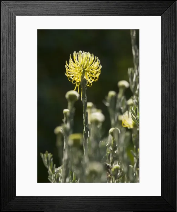Framed Print : Picture No. 10922191 Framed Print : Picture No. 10922191