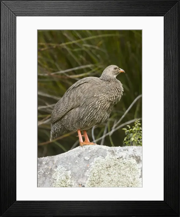 Framed Print : Picture No. 10922192 Framed Print : Picture No. 10922192
