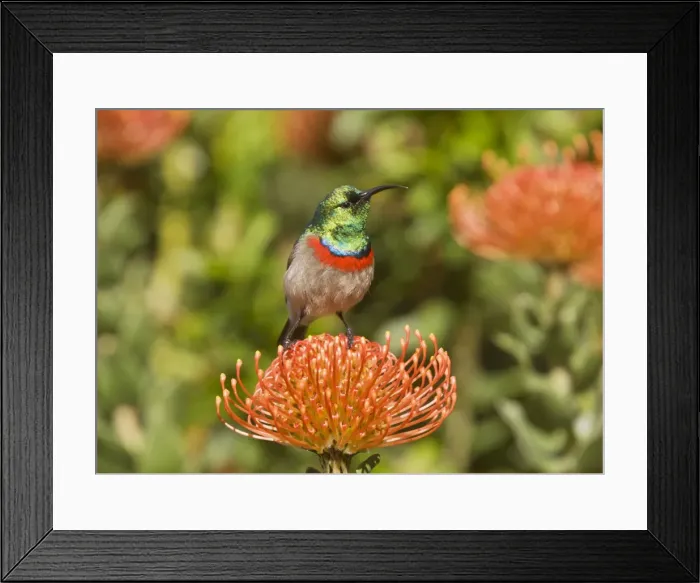 Framed Print : Picture No. 10922190 Framed Print : Picture No. 10922190