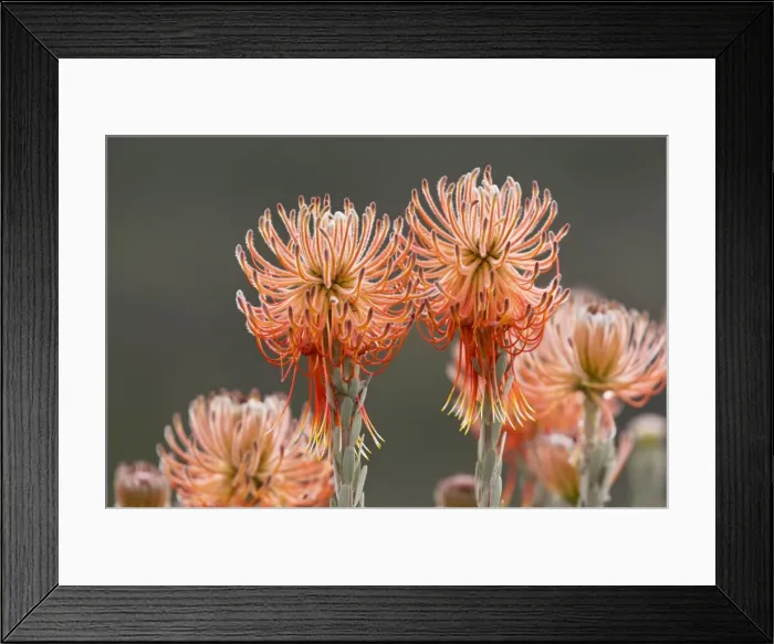 Framed Print : Picture No. 10922193 Framed Print : Picture No. 10922193