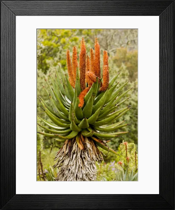 Framed Print : Picture No. 10922198 Framed Print : Picture No. 10922198