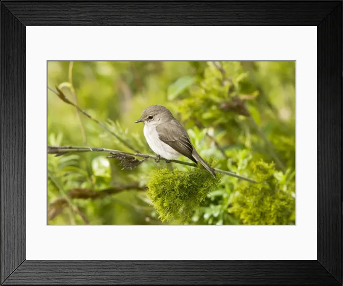 Framed Print : Picture No. 10922201 Framed Print : Picture No. 10922201