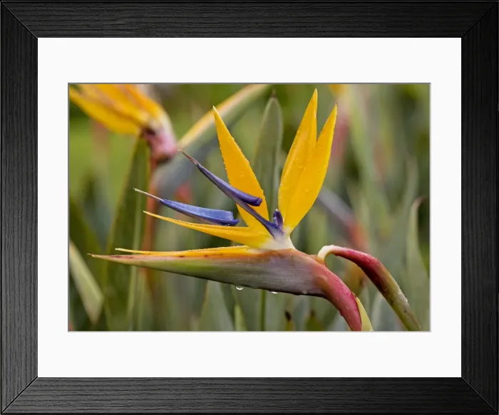 Framed Print : Picture No. 10922197