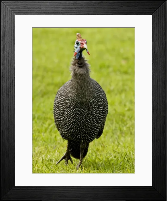 Framed Print : Picture No. 10922200 Framed Print : Picture No. 10922200