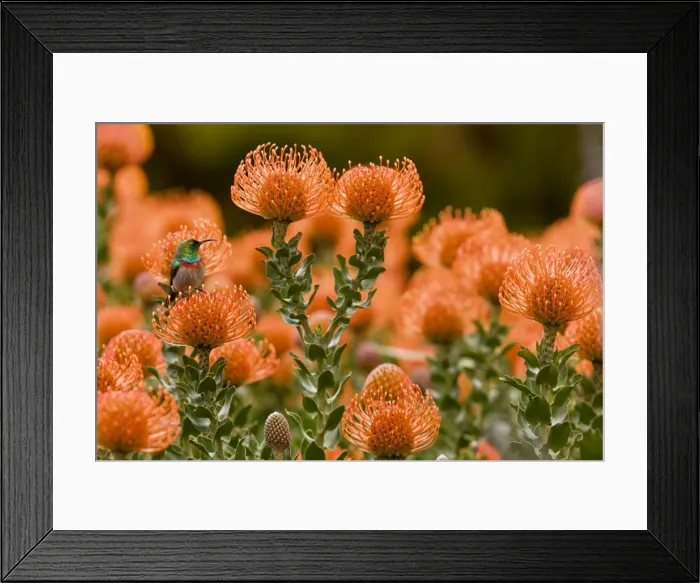 Framed Print : Picture No. 10922202 Framed Print : Picture No. 10922202