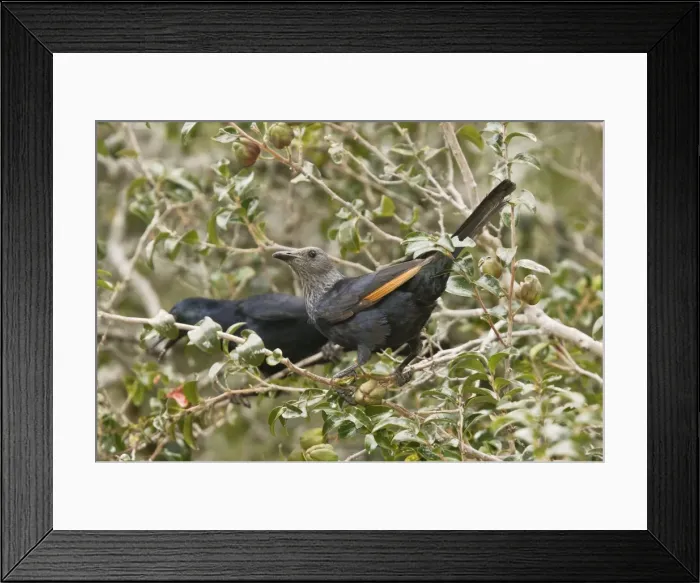 Framed Print : Picture No. 10922196 Framed Print : Picture No. 10922196